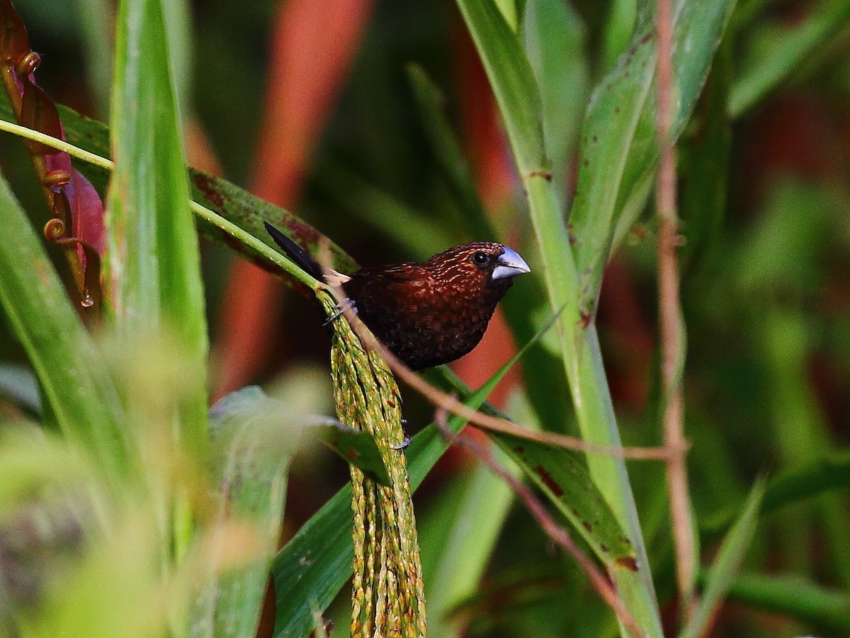 Streak-headed Munia - ML627384083