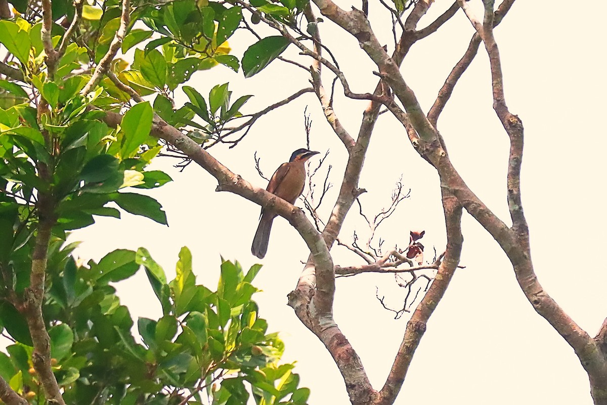 Dwarf Koel - ML627384095