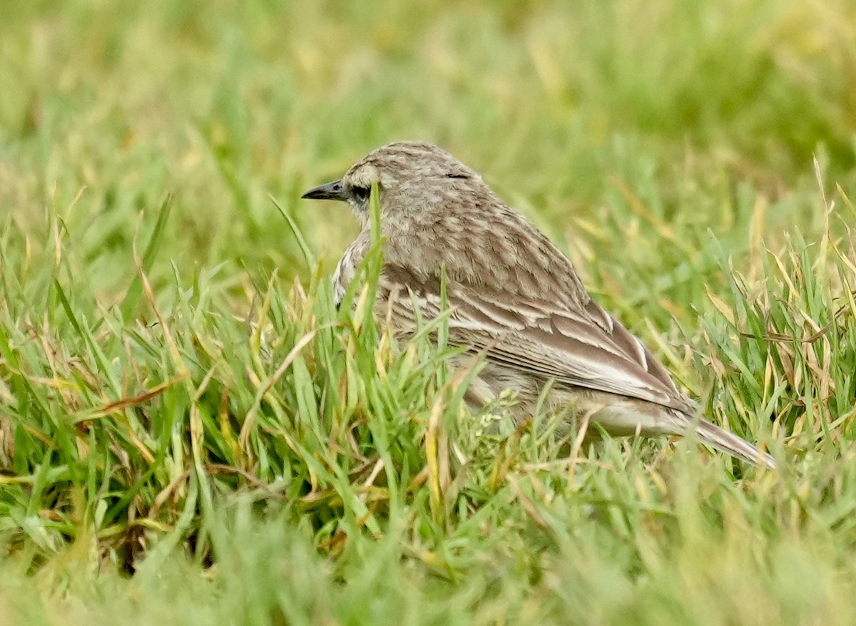 New Zealand Pipit - ML627384113