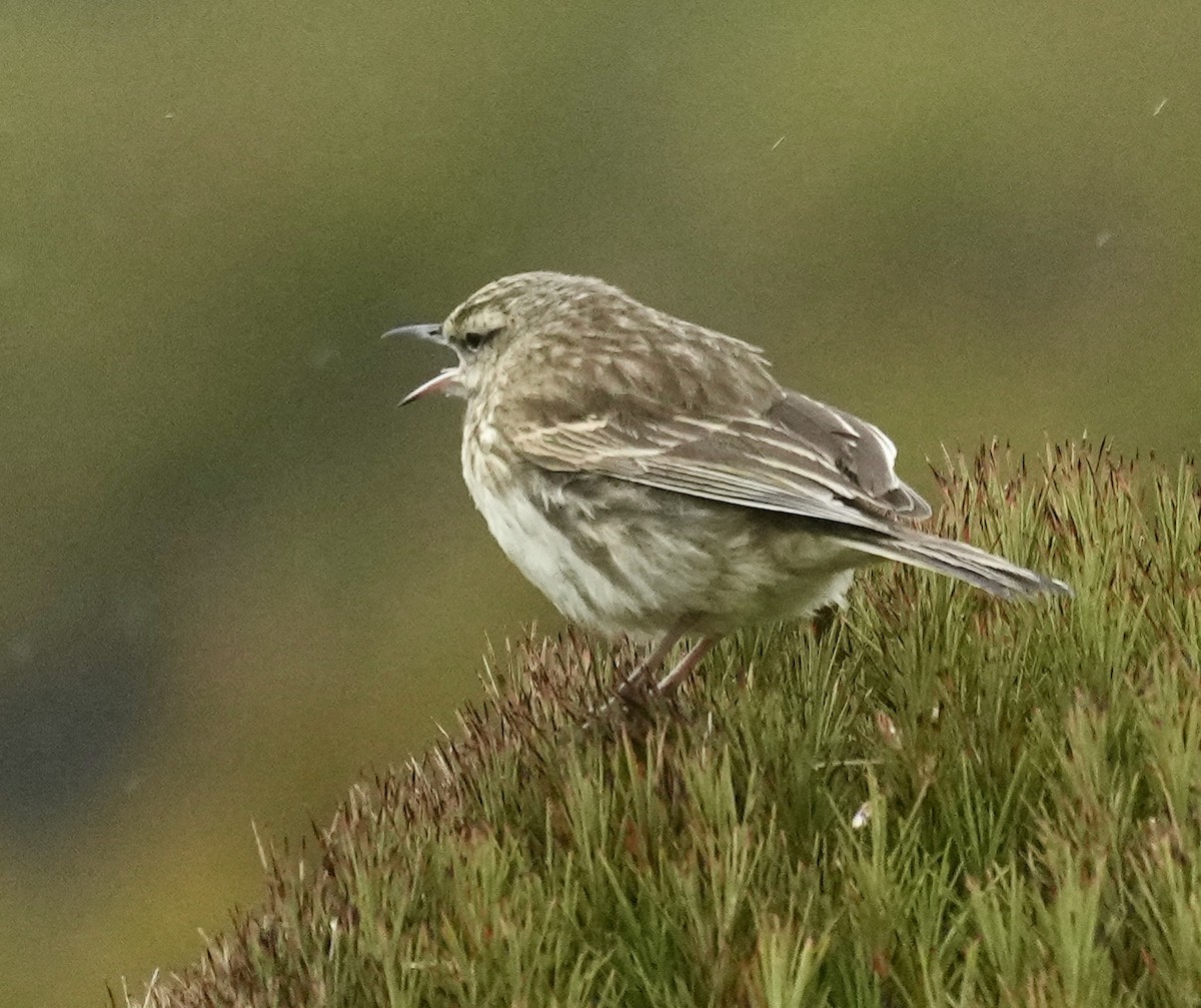 New Zealand Pipit - ML627384114