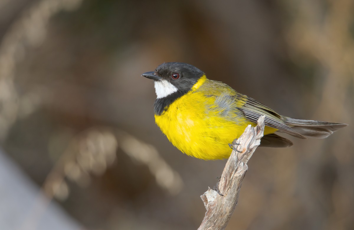 Golden Whistler (Western) - ML627384144