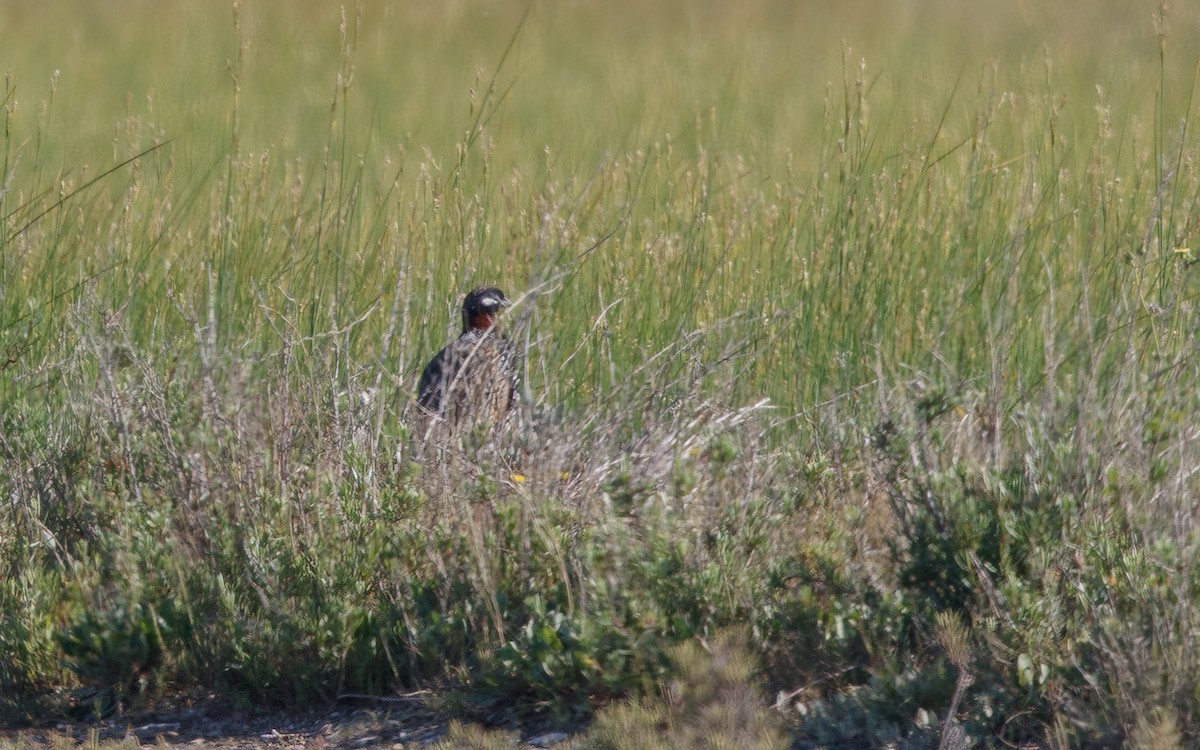 Black Francolin - ML627384181