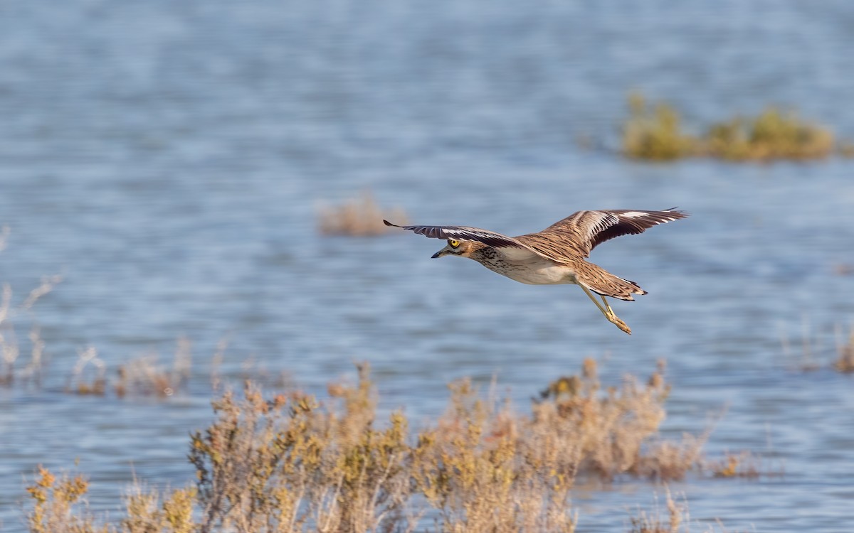 Eurasian Thick-knee - ML627384182