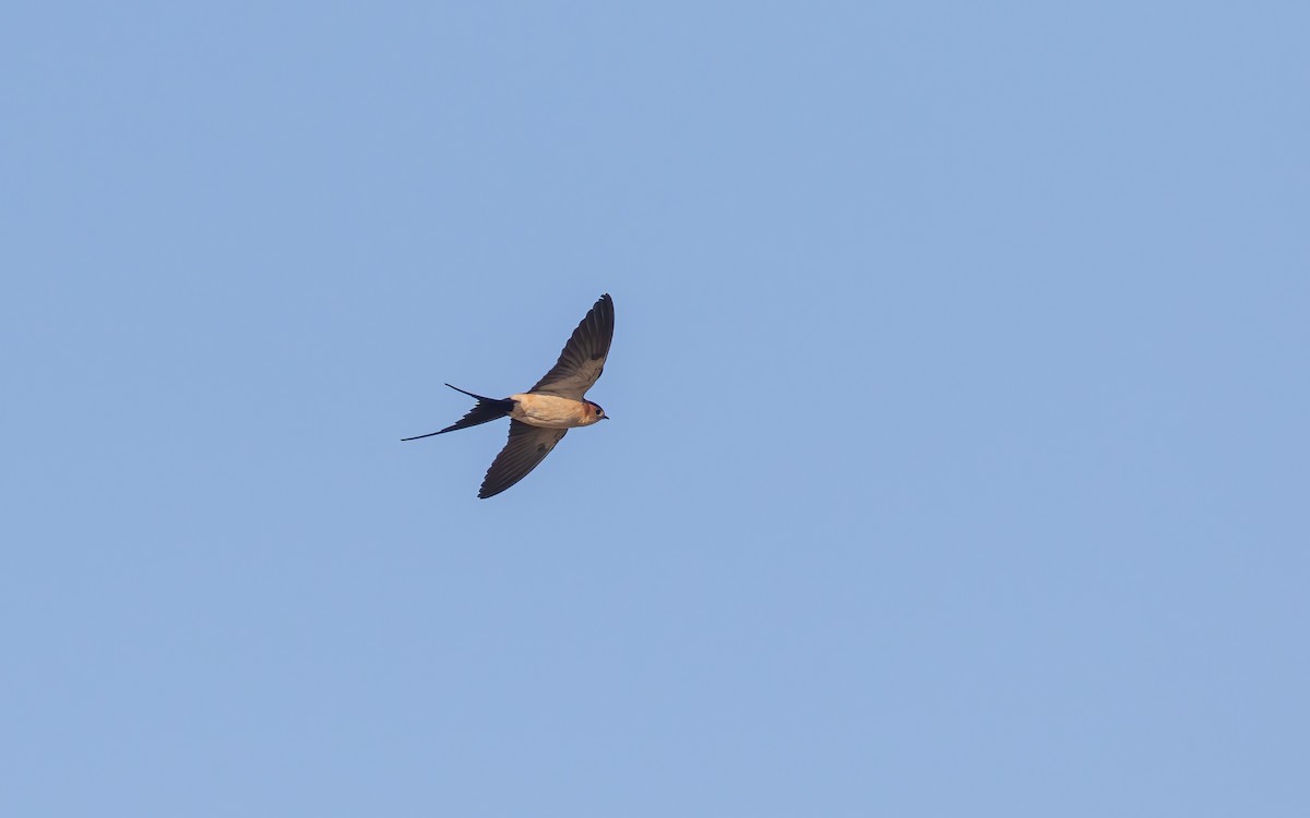 European Red-rumped Swallow - ML627384186