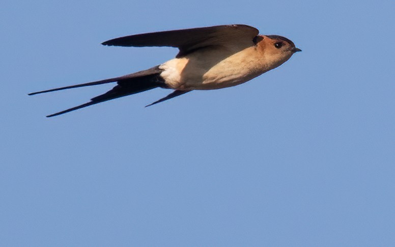 European Red-rumped Swallow - ML627384187