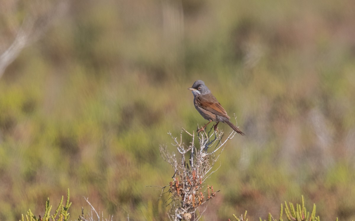 Spectacled Warbler - ML627384189