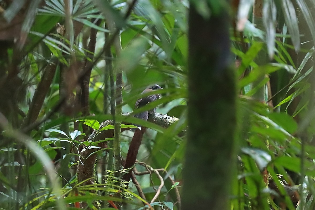 Sooty Thicket-Fantail - ML627384270