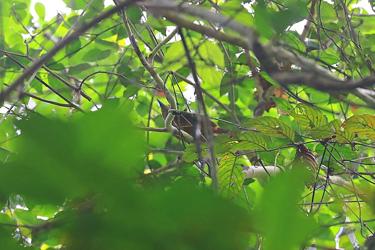 Raja Ampat Pitohui - ML627384310