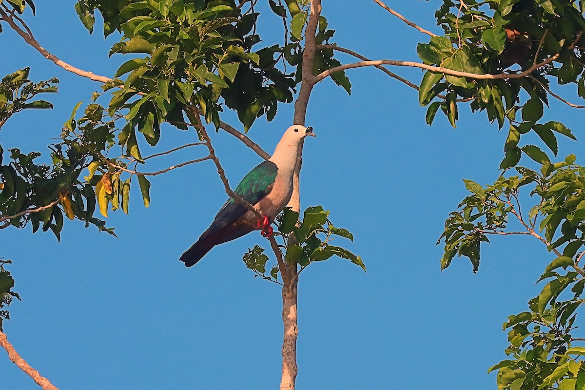 Spice Imperial-Pigeon - ML627384356