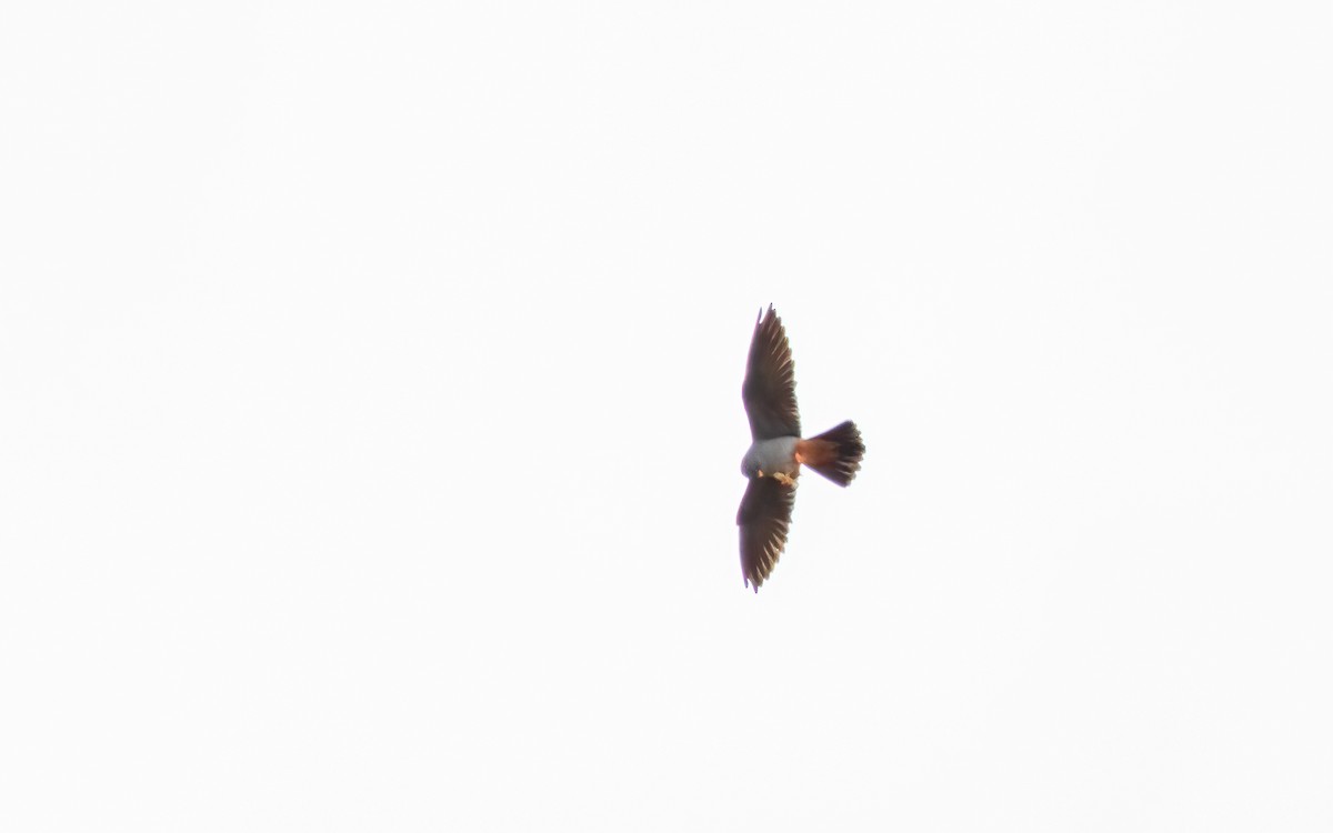 Falco cuculo - ML627384414
