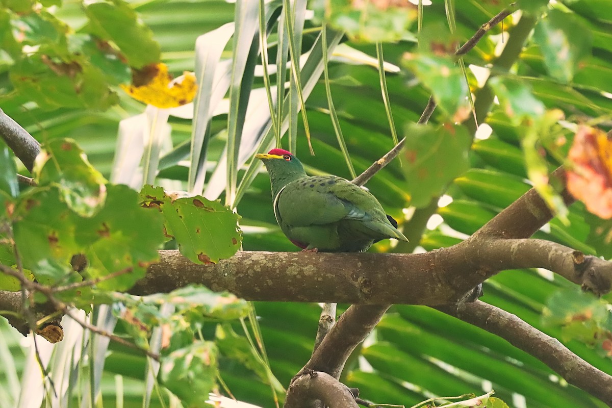 White-breasted Fruit-Dove (Moluccan) - ML627384490