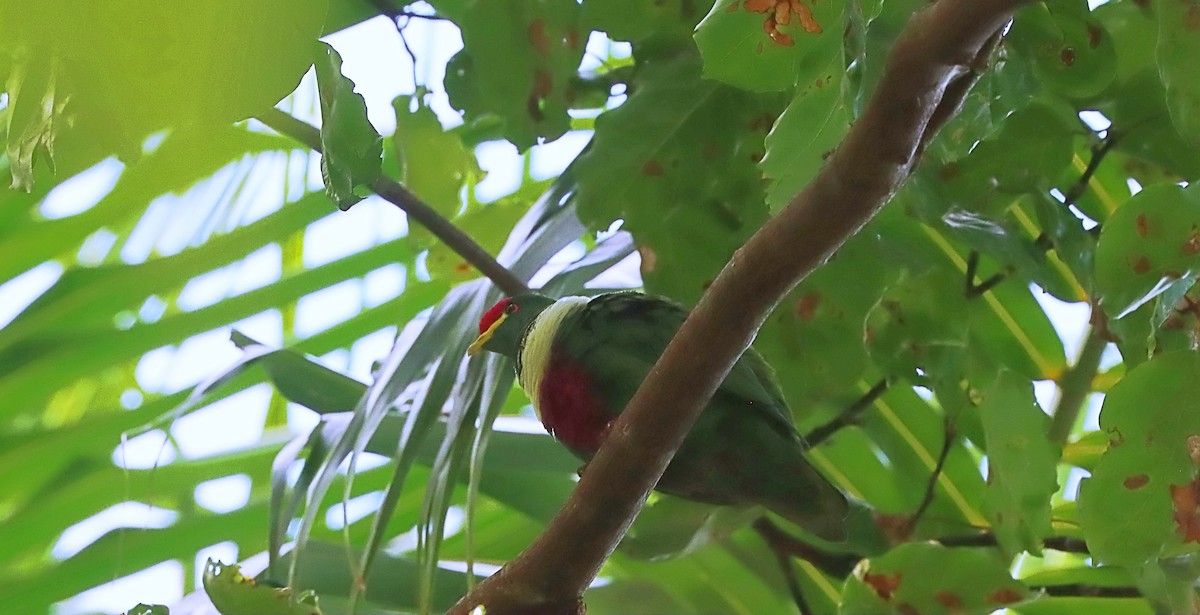 White-breasted Fruit-Dove (Moluccan) - ML627384491
