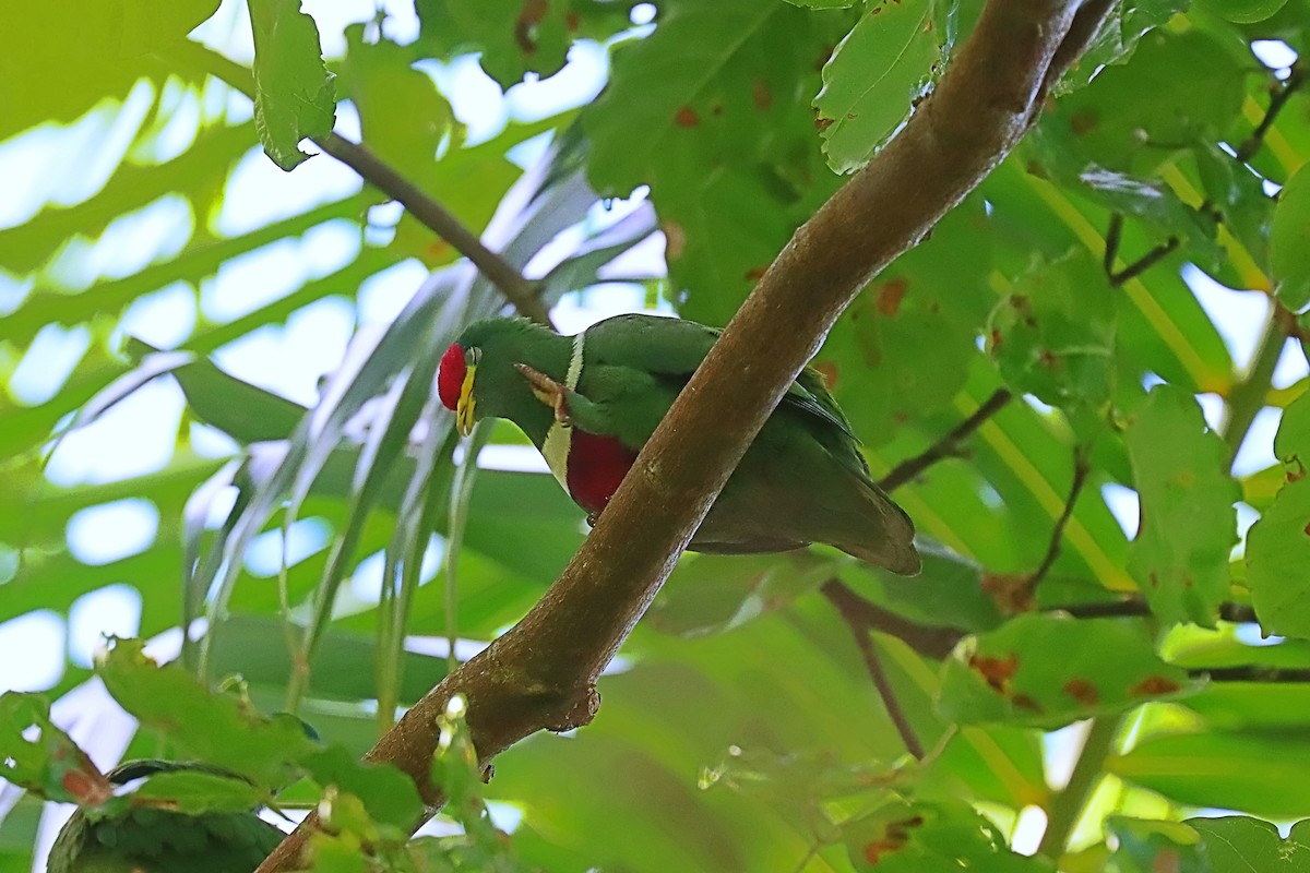 White-breasted Fruit-Dove (Moluccan) - ML627384492