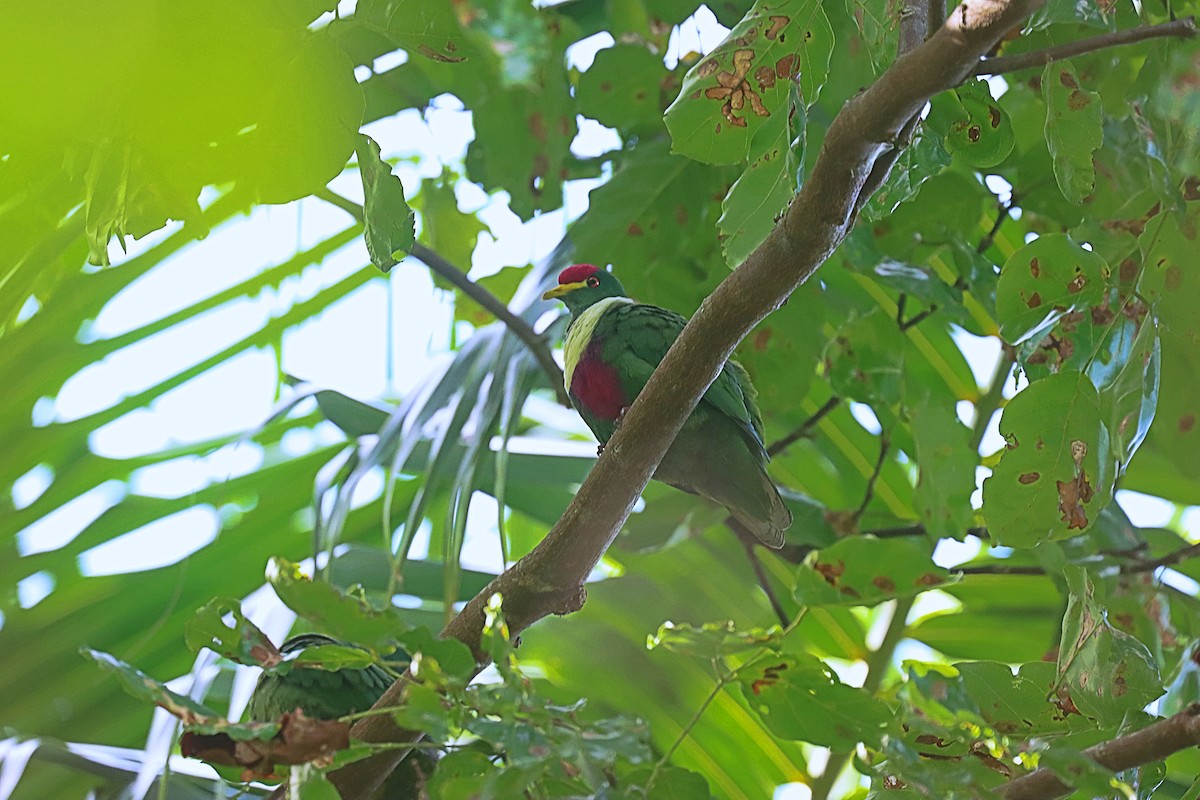 White-breasted Fruit-Dove (Moluccan) - ML627384493