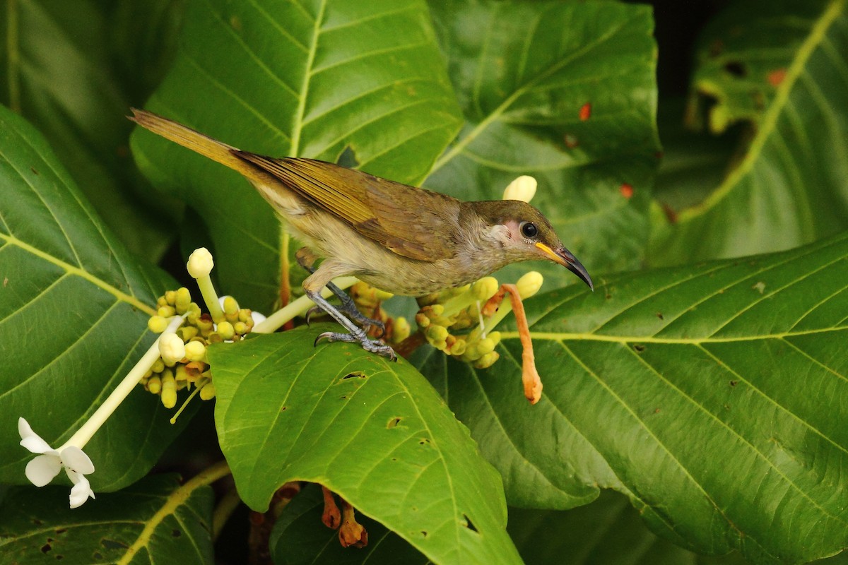 Olive Honeyeater - ML627384530
