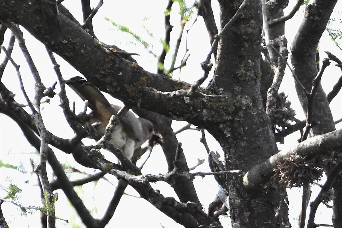 Ash-colored Cuckoo - ML627384539