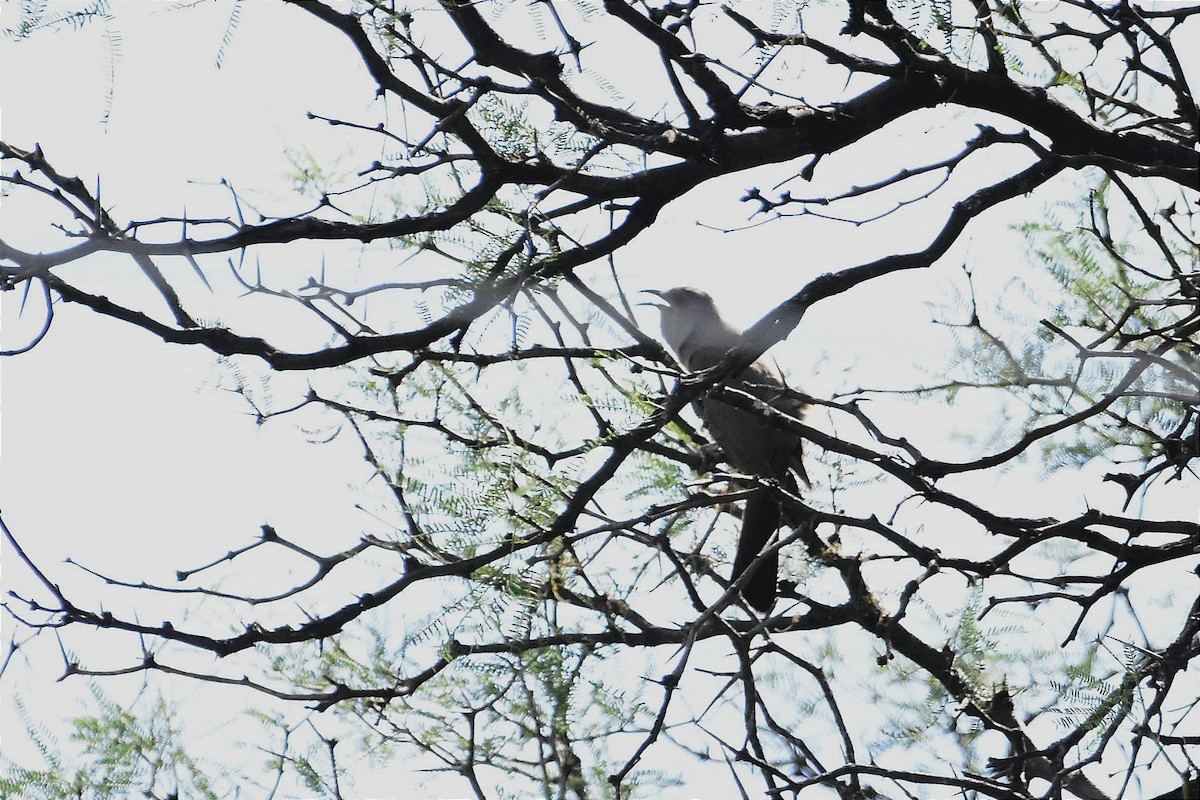 Ash-colored Cuckoo - ML627384540