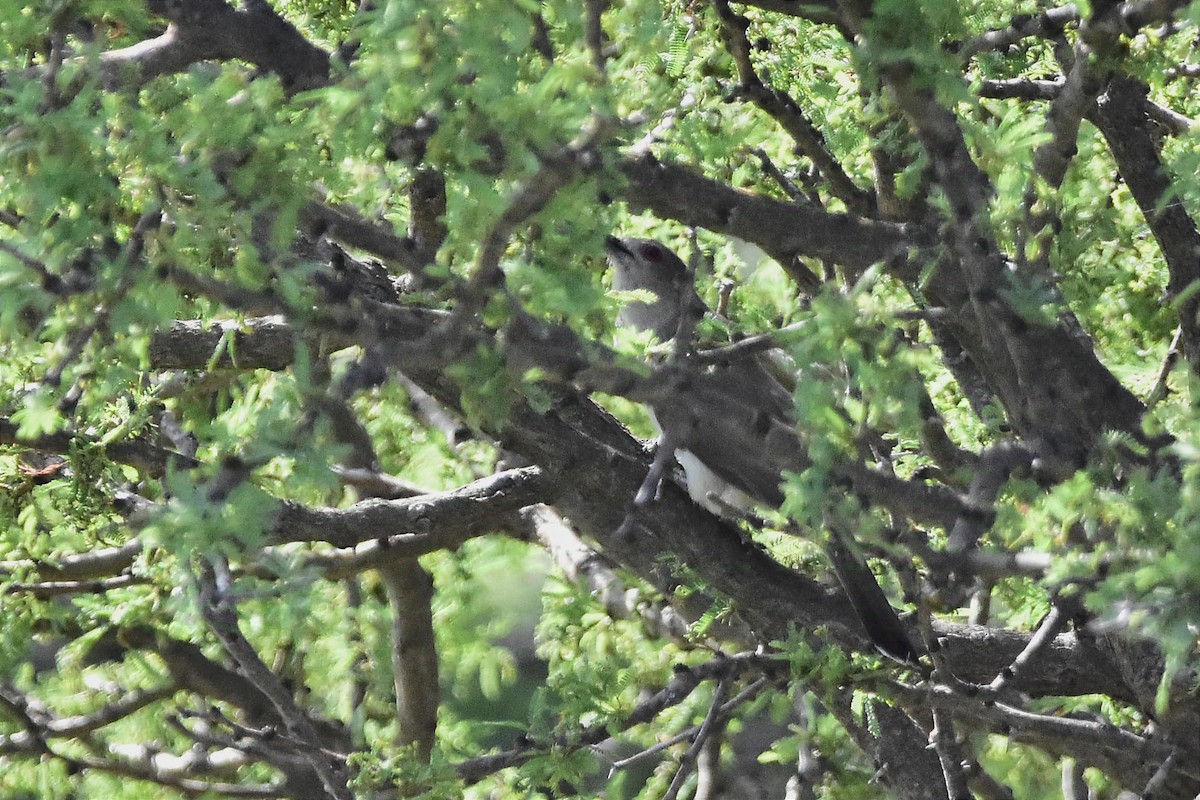 Ash-colored Cuckoo - ML627384541