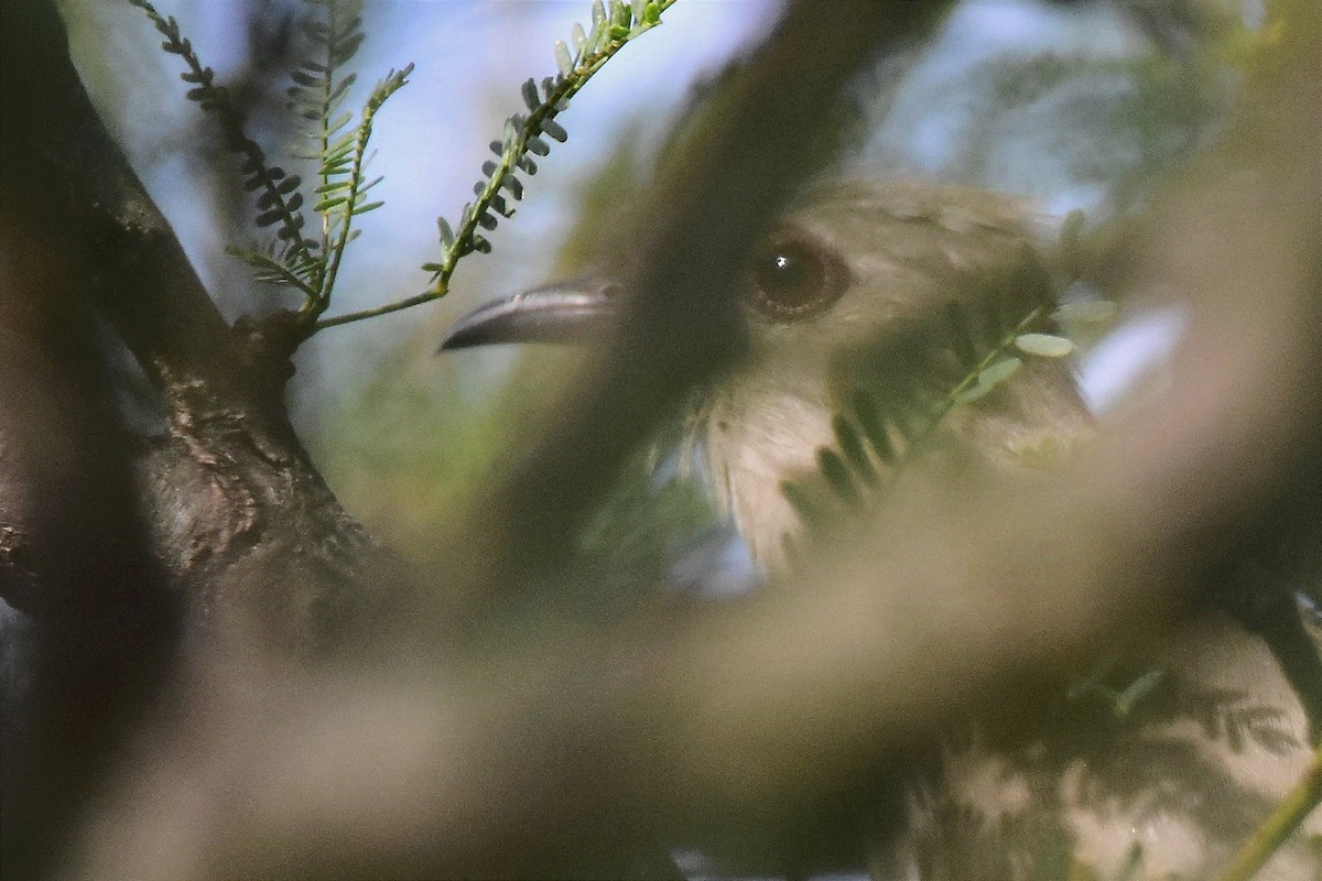 Ash-colored Cuckoo - ML627384542