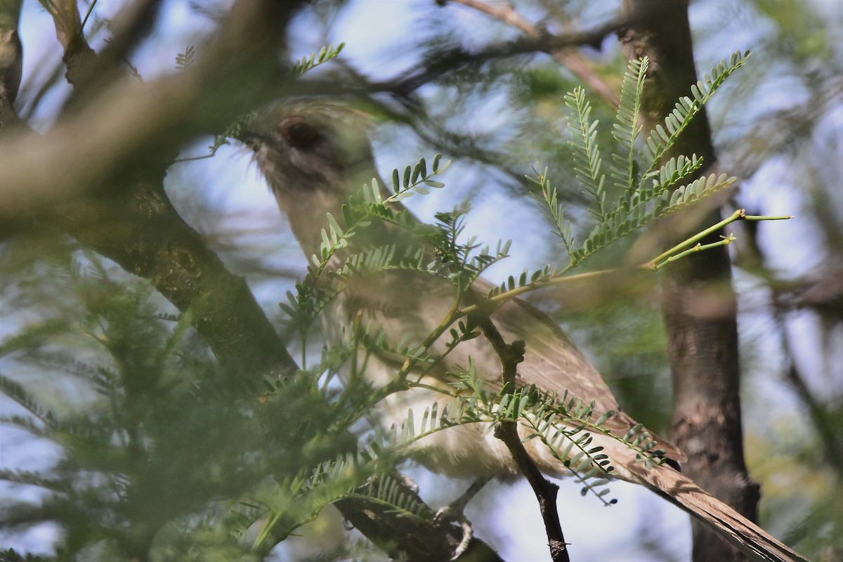 Ash-colored Cuckoo - ML627384543