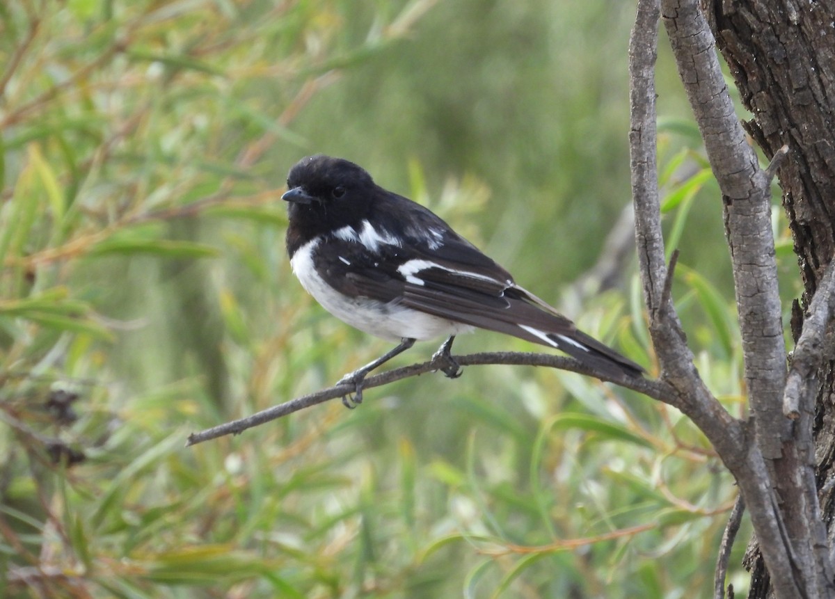 Hooded Robin - ML627384559