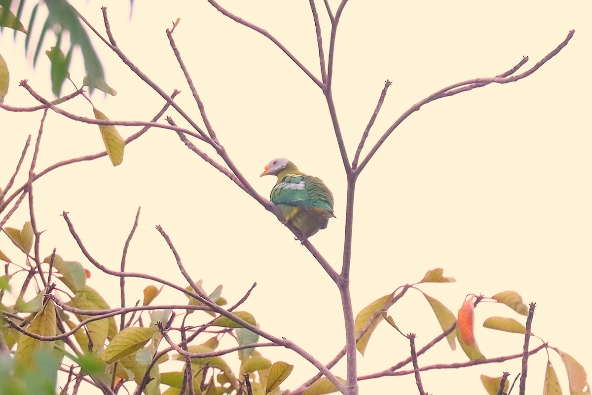 Carunculated Fruit-Dove - ML627384631