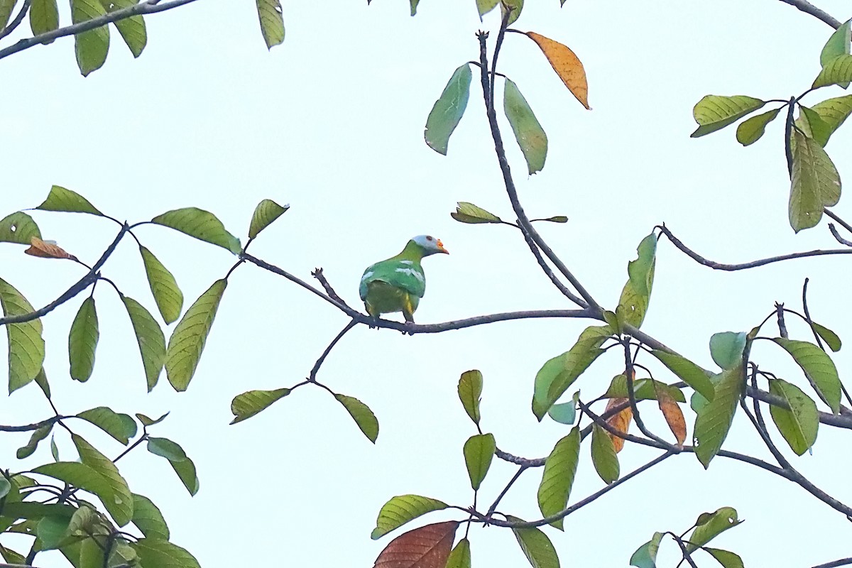 Carunculated Fruit-Dove - ML627384632
