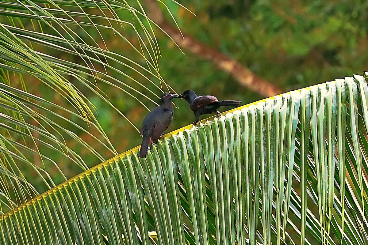 Obi Paradise-crow - ML627384667