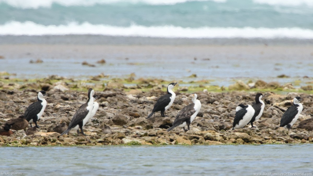 Баклан білогрудий - ML627384719