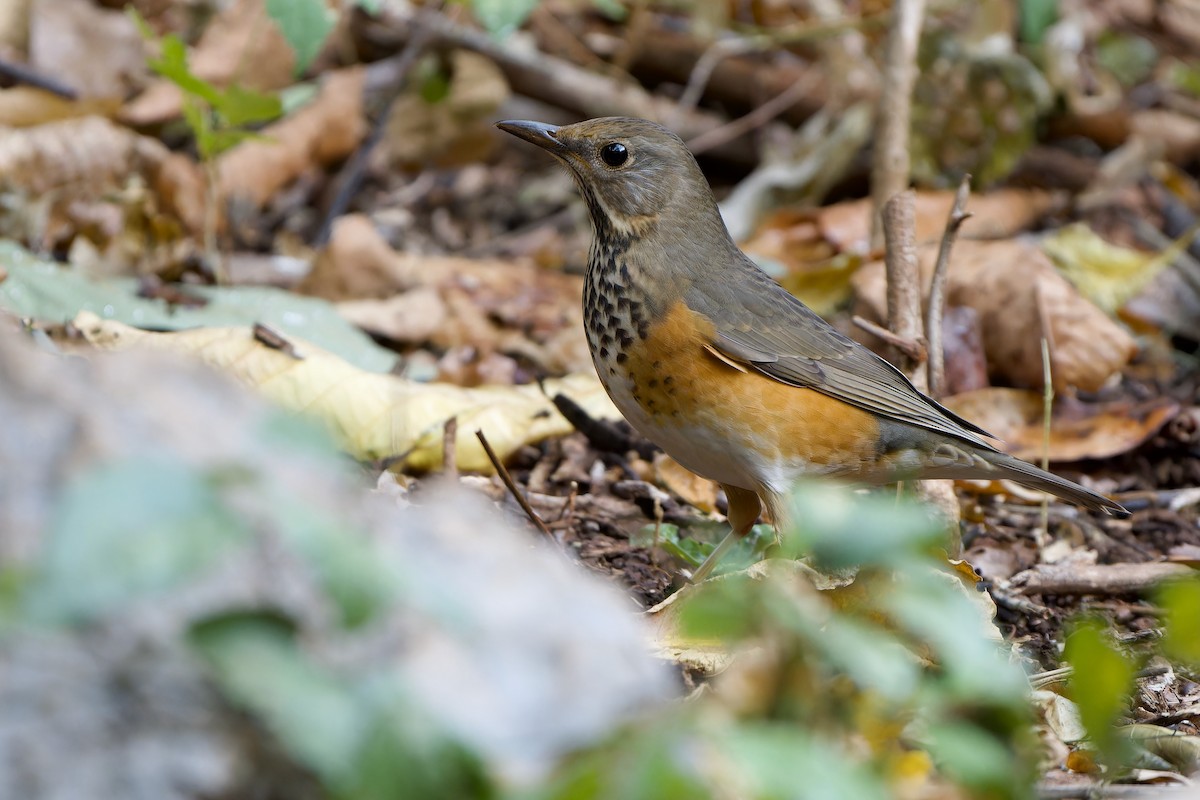 Gray-backed Thrush - Sam Hambly