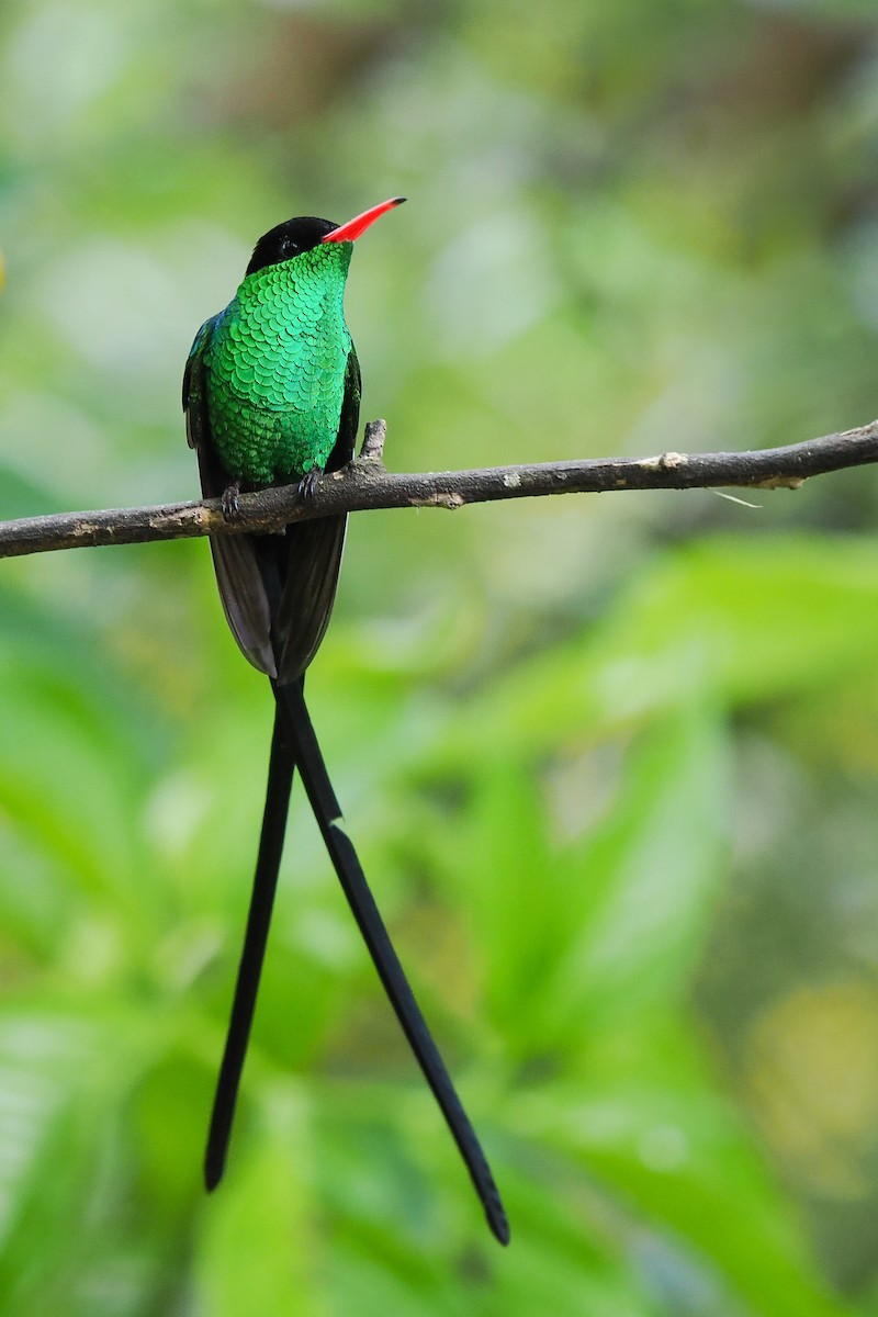 Red-billed Streamertail - ML627384964