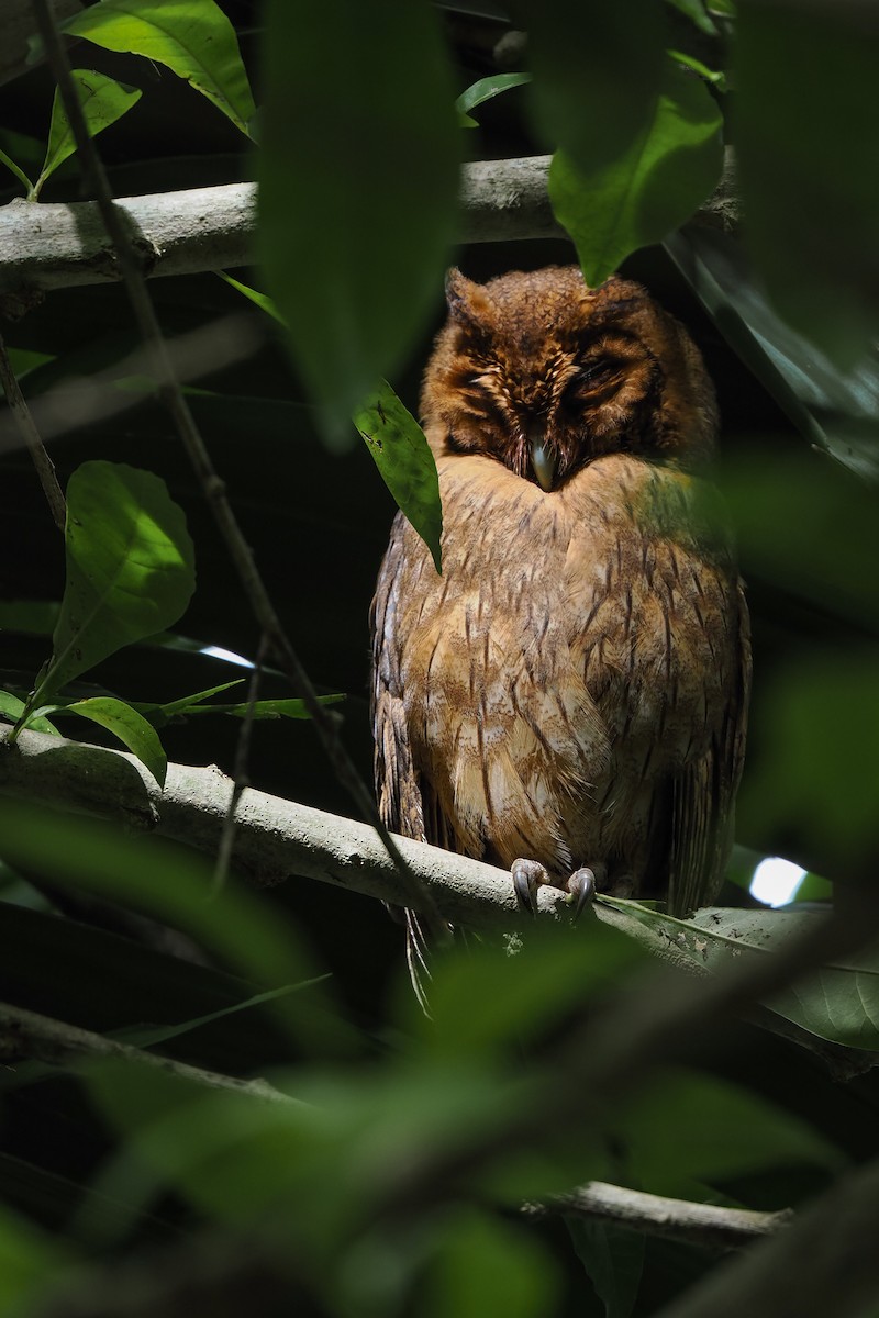 Jamaican Owl - ML627384969