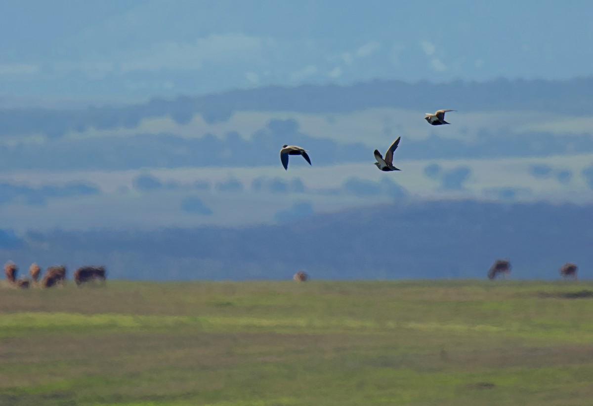Black-bellied Sandgrouse - ML627385020