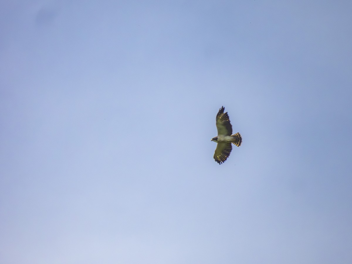 Short-tailed Hawk - ML627385059