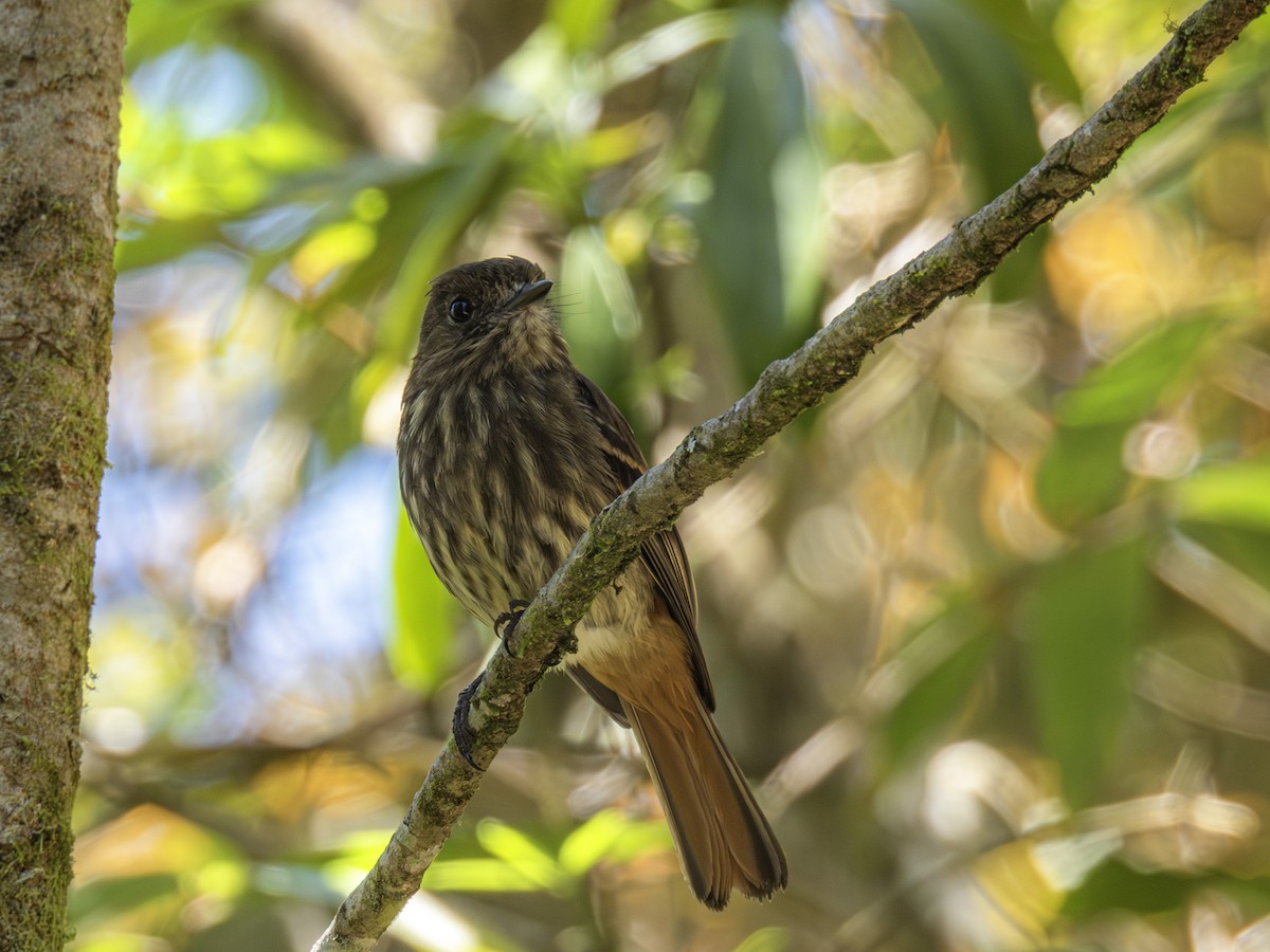 Blue-billed Black-Tyrant - ML627385065