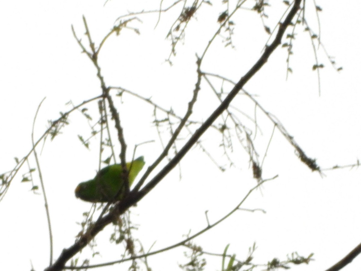 Papuan Hanging-Parrot - ML627385067
