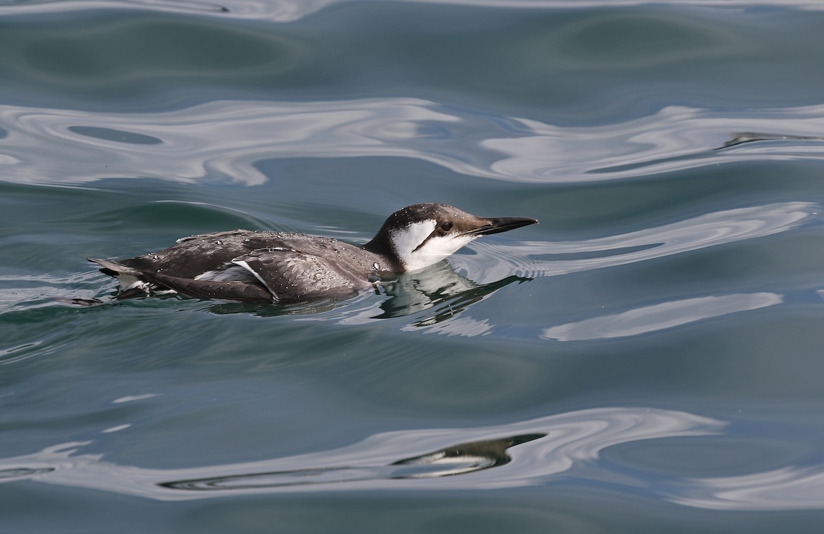 Common Murre - ML627385075