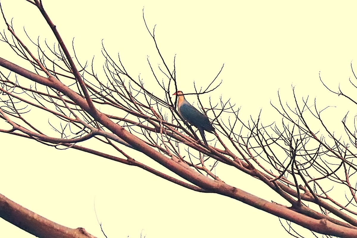 Seram Mountain-Pigeon - ML627385085