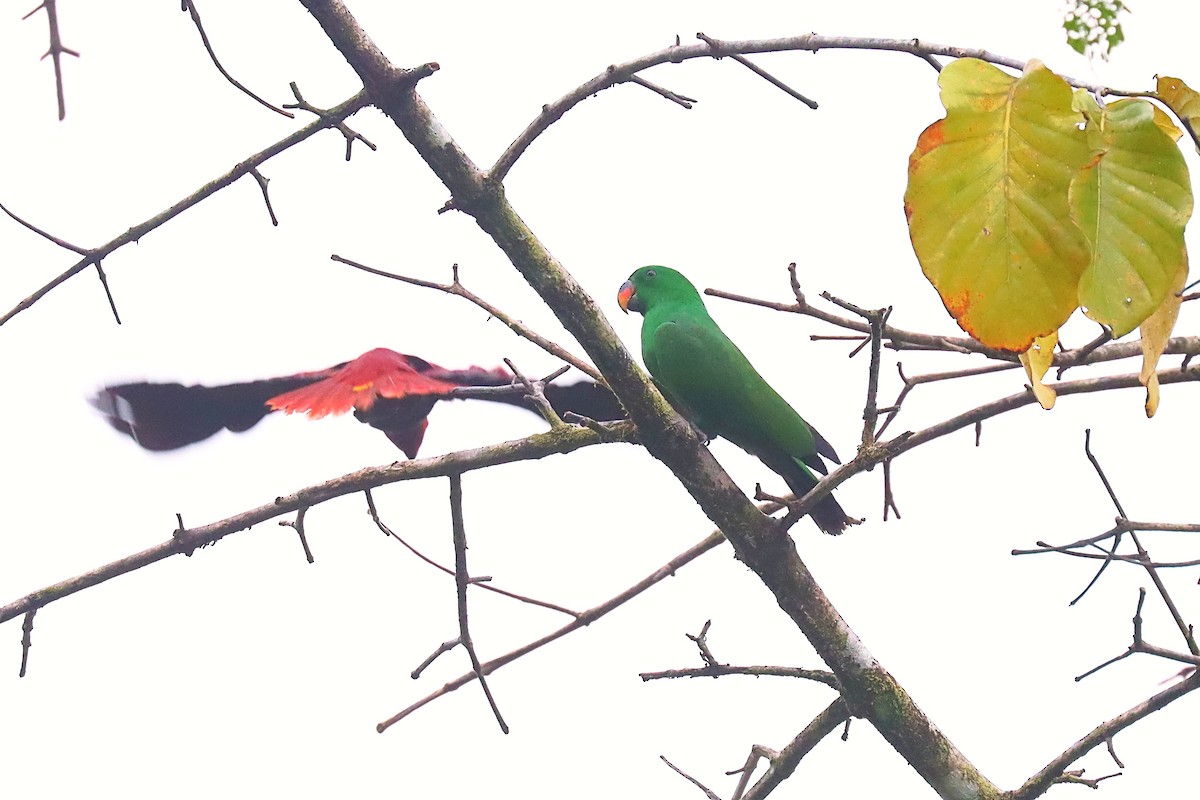 Moluccan Eclectus - ML627385098