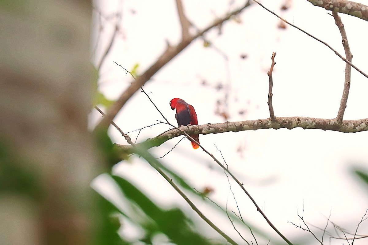Moluccan Eclectus - ML627385099