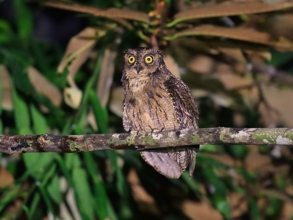 Moluccan Scops-Owl - ML627385119