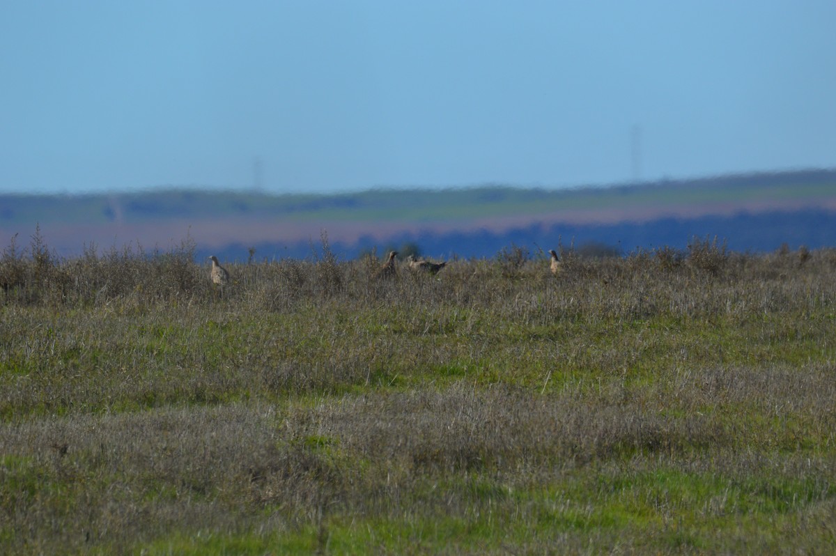 Black-bellied Sandgrouse - ML627385120