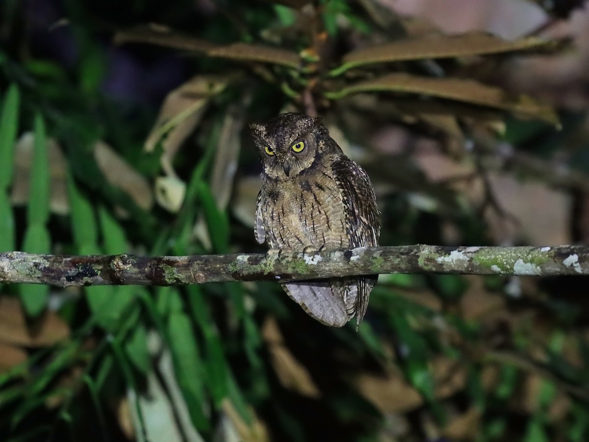 Moluccan Scops-Owl - ML627385122