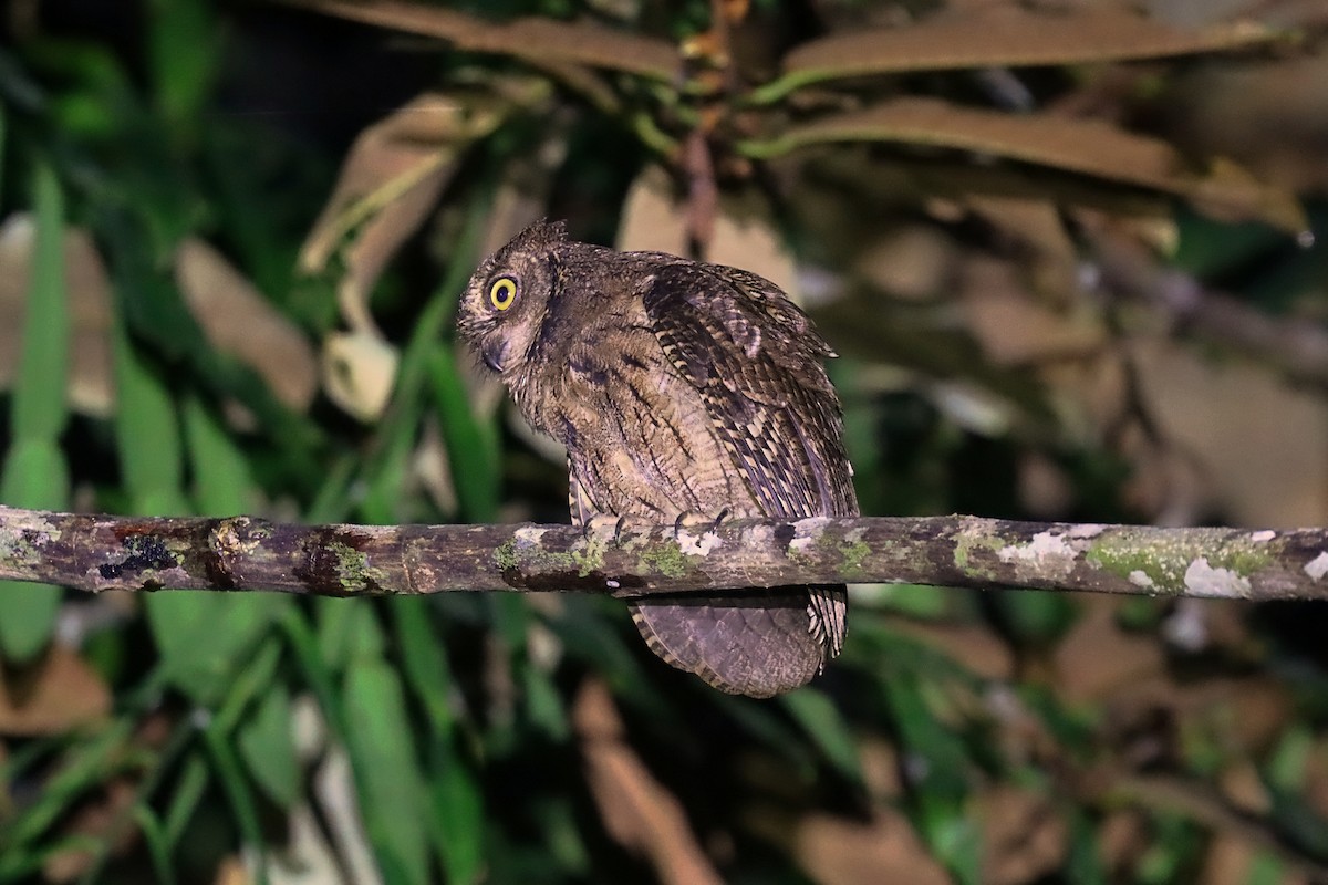 Moluccan Scops-Owl - ML627385123