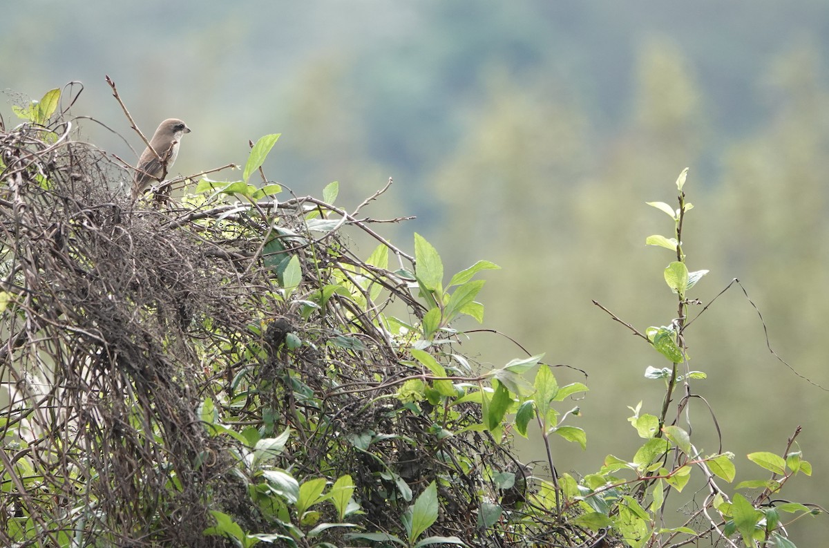 Brown Shrike (Brown) - ML627385275