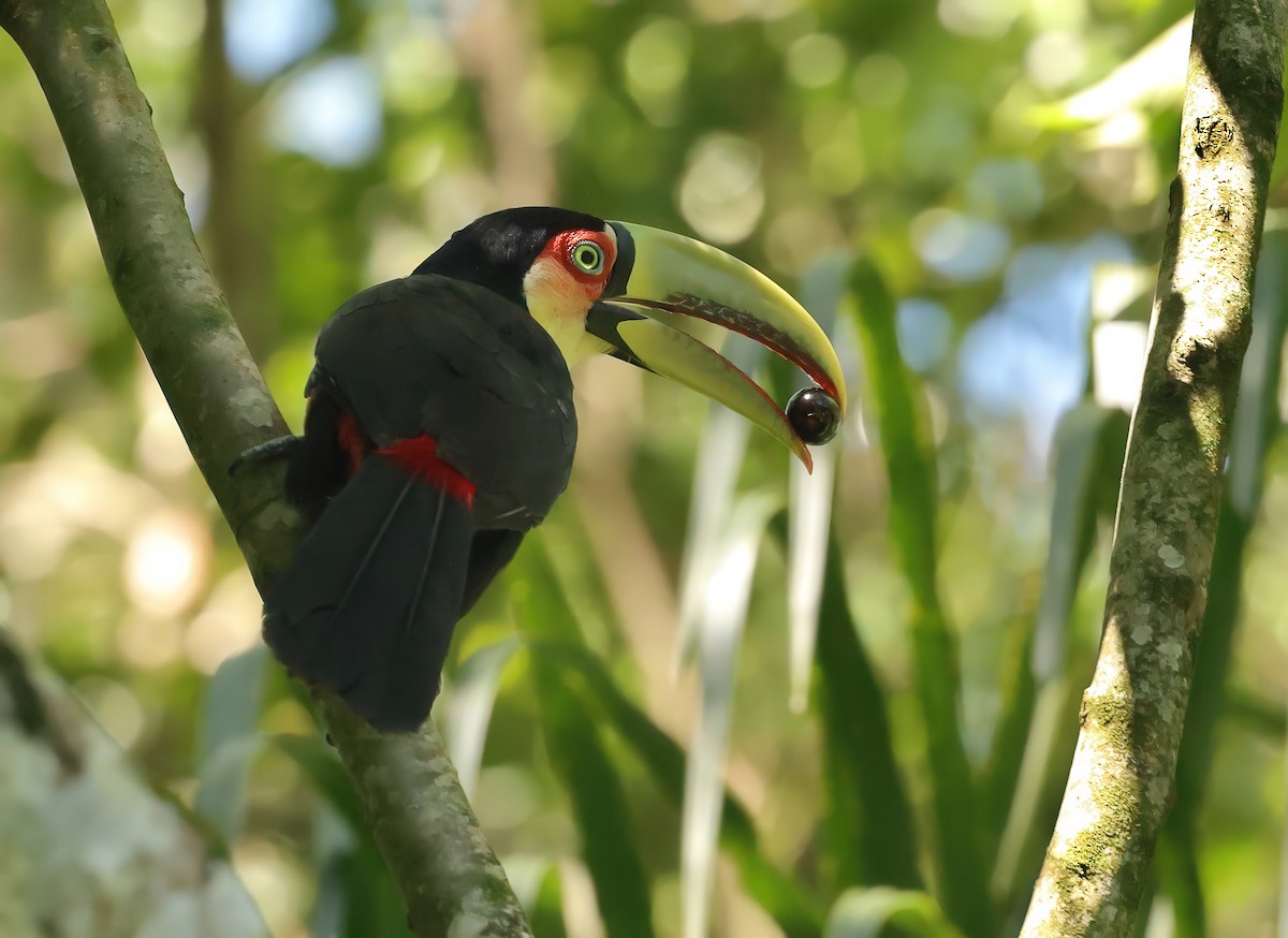 Red-breasted Toucan - ML627385293