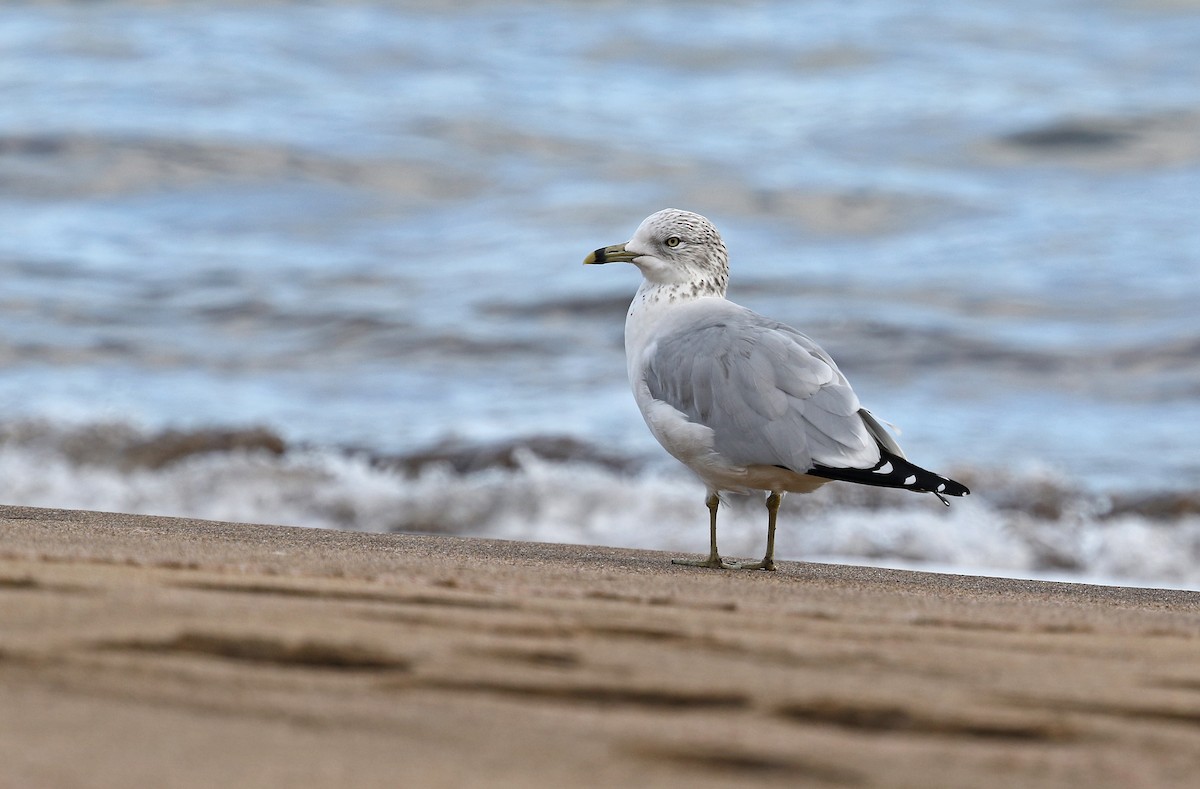 Ring-billed Gull - ML627385330