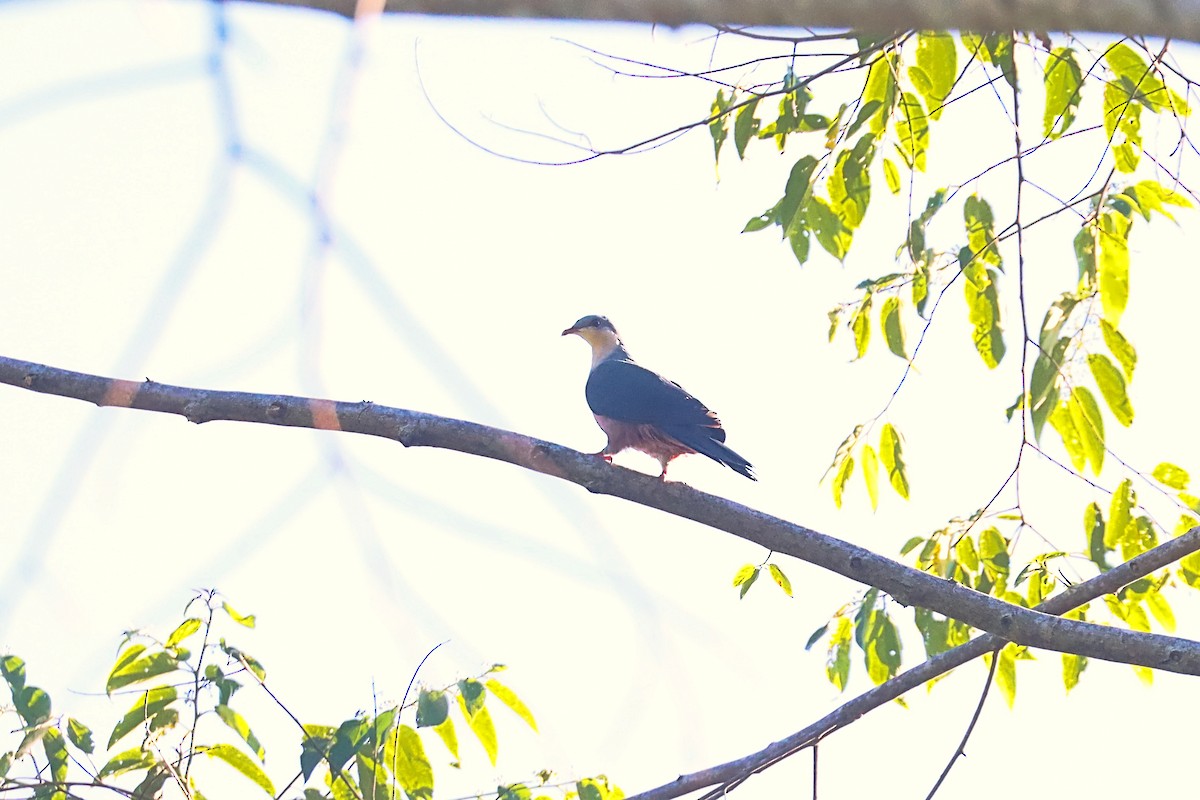 Buru Mountain-Pigeon - ML627385350