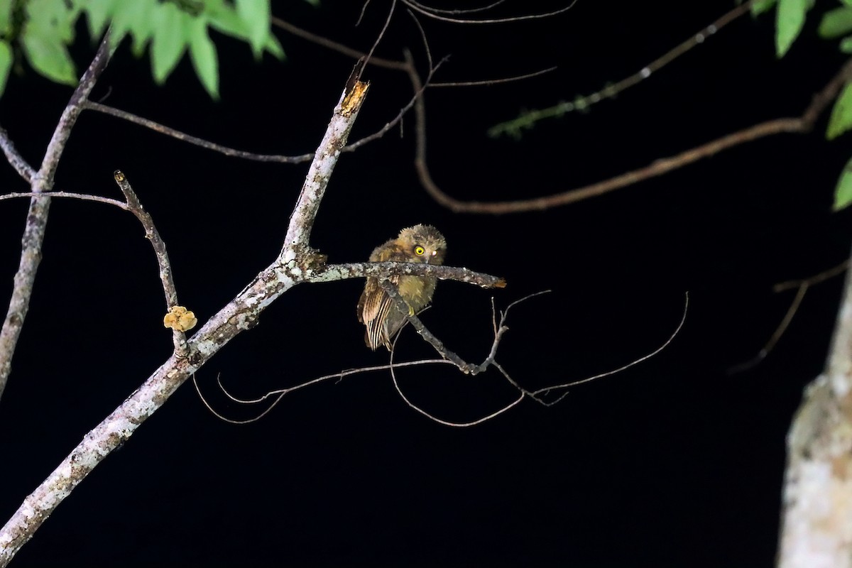 Moluccan Scops-Owl (Moluccan) - ML627385450