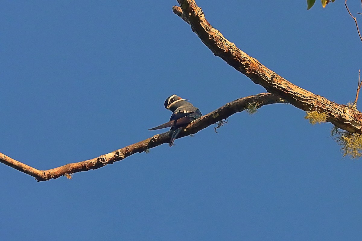 Moustached Treeswift - ML627385459